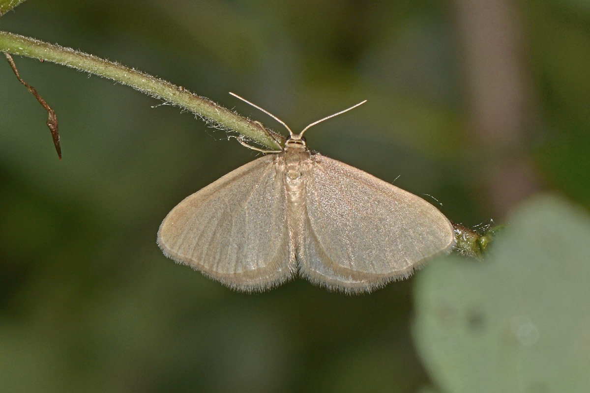 Geometridae? S, Minoa murinata